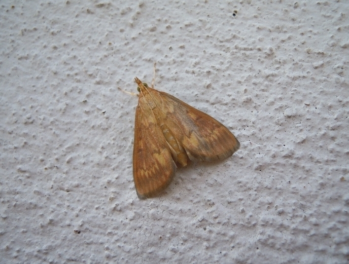 Crambidae: Ostrinia nubilalis